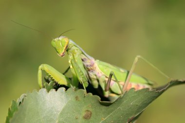 closeup Mantis