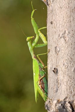 closeup Mantis