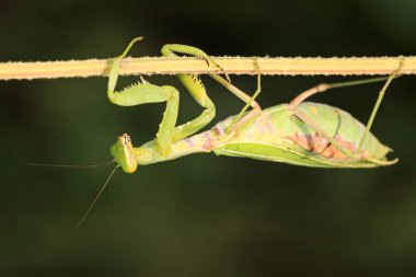 closeup Mantis