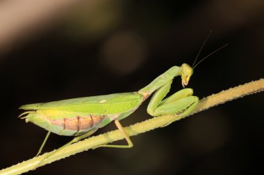 closeup Mantis
