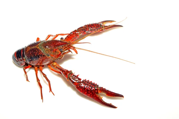 Crayfish — Stock Photo, Image