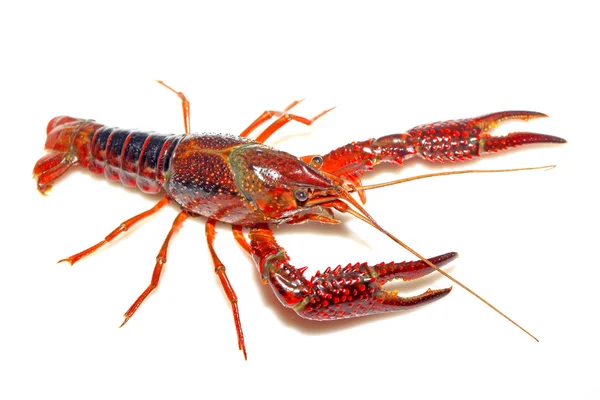 Crayfish — Stock Photo, Image