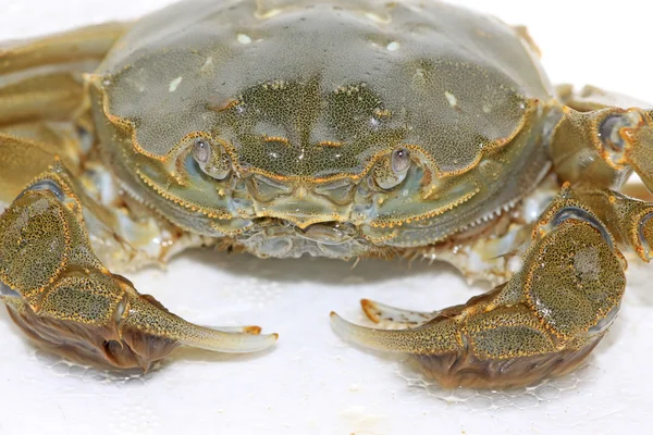 Spitting bubble of crab — Stock Photo, Image