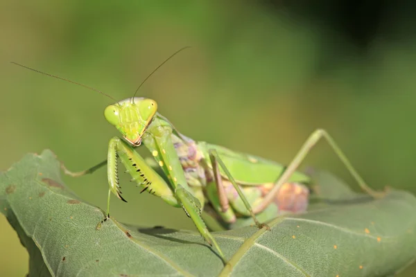 Closeup της mantis — Φωτογραφία Αρχείου