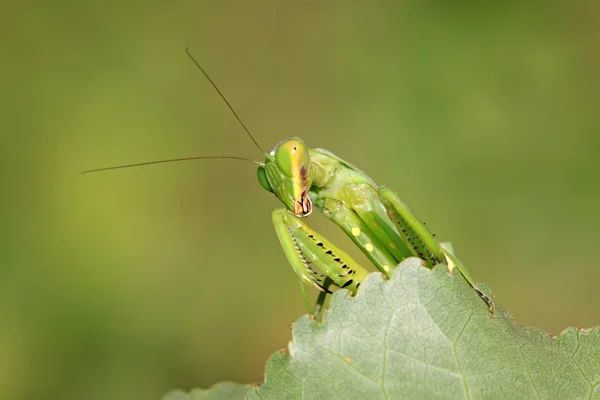 Closeup της mantis — Φωτογραφία Αρχείου