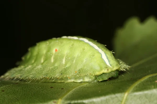 Lepidotteri — Foto Stock