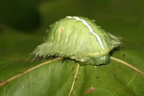 Lepidópteros —  Fotos de Stock