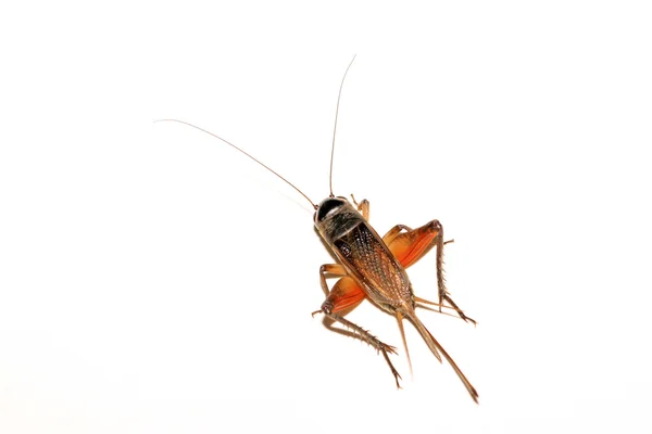 Cricket nymphs — Stock Photo, Image