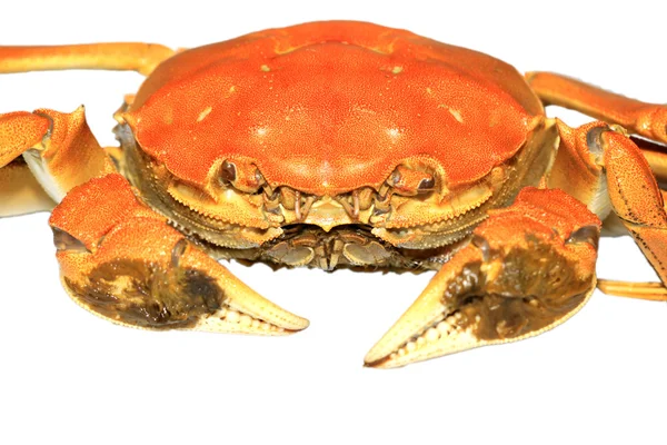 Krabbe auf weißem Hintergrund — Stockfoto