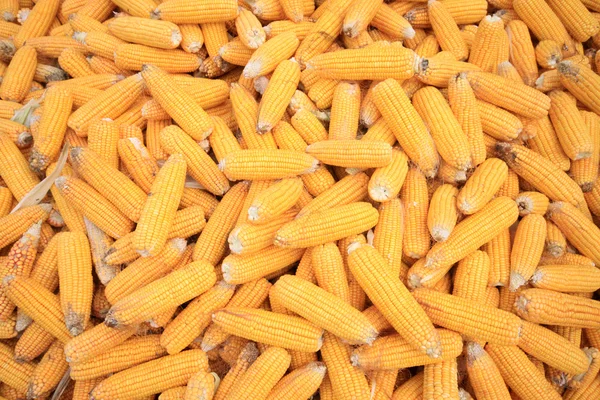 Bonzi de maíz — Foto de Stock
