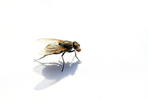 Gros plan sur les mouches — Photo