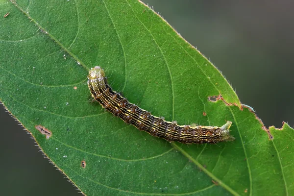 Insects — Stock Photo, Image