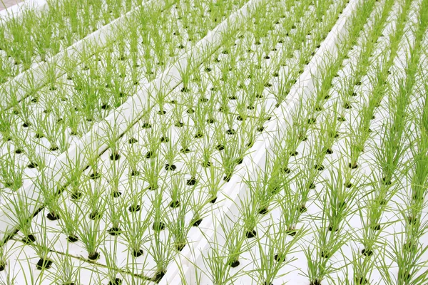 Soilless cultivation lettuce — Stock Photo, Image