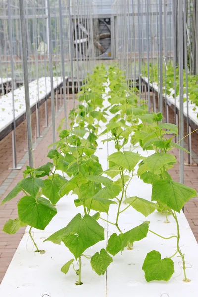 Soilless cultivation seedlings — Stock Photo, Image