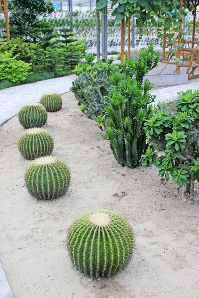 Kaktus druh sukulentní rostlina — Stock fotografie