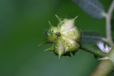 zygophyllaceae bitki