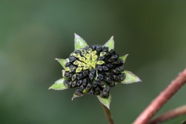 eclipta prostrata