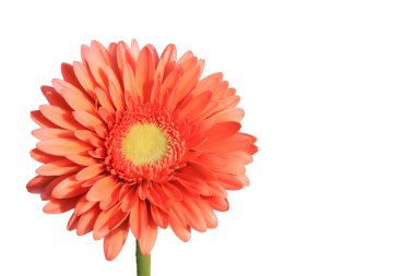 gerbera çiçekleri