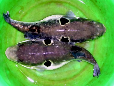fugu closeup