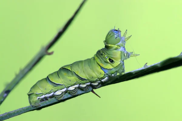 Insecten larven — Stockfoto