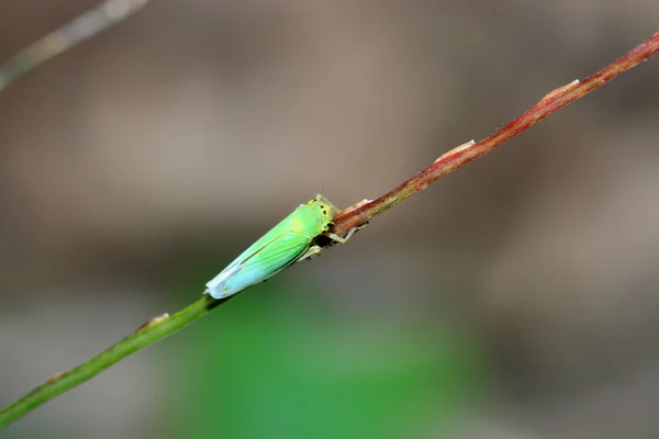 Leafhopper — стокове фото