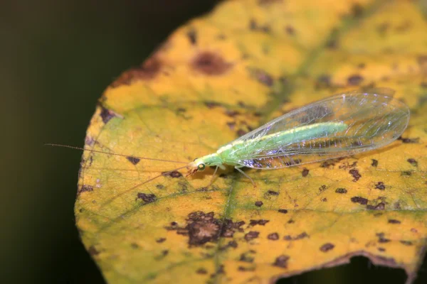 Chrysopa lai — Φωτογραφία Αρχείου