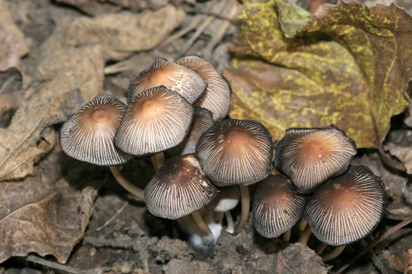 Funghi — Foto Stock