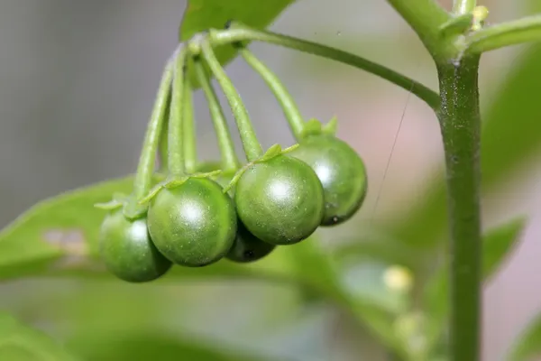 Solanum nigrum — Stock Photo, Image