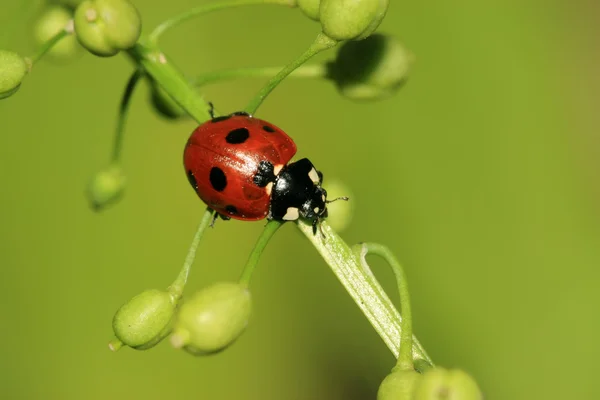 Lieveheersbeestje — Stockfoto