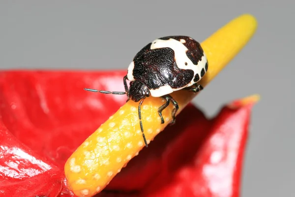 Stinkbug — Stockfoto