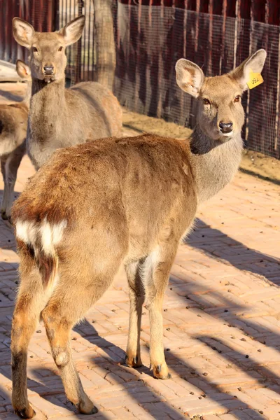 Deer — Stock Photo, Image