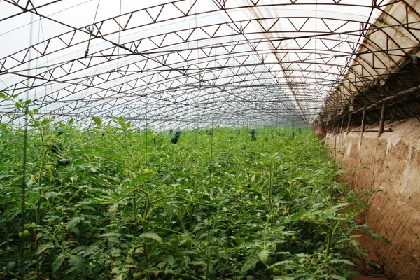 Vegetables greenhouse — Stock Photo, Image