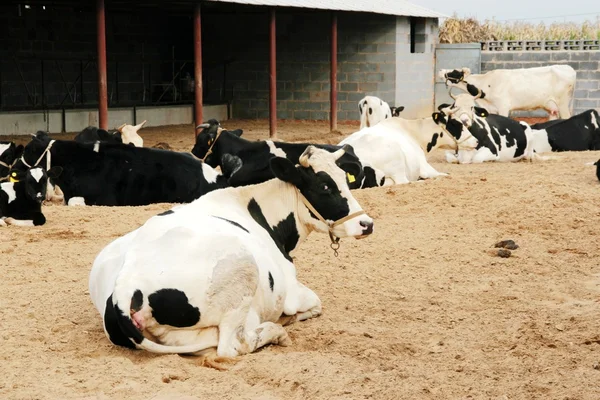 Γάλα αγελάδων στο αγρόκτημα — Φωτογραφία Αρχείου