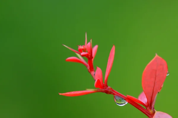 Rote Pflanzen auf grünem Hintergrund — Stockfoto