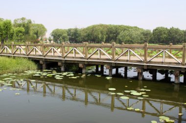 Lotus gölet ve bridge Park