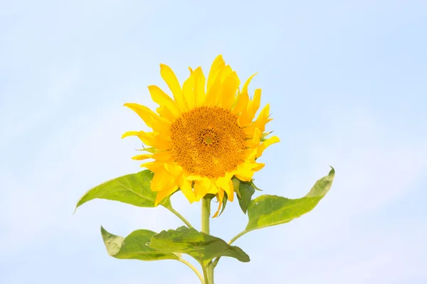 Zonnebloem — Stockfoto