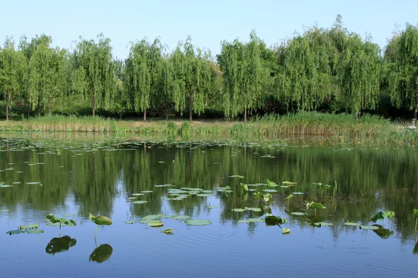 Lake en bomen in een park — Stockfoto