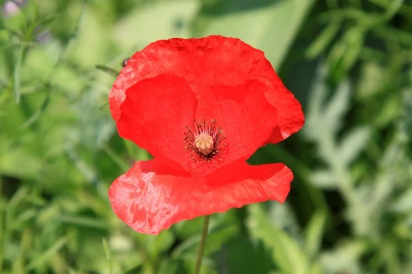 Red emily flower — Stock Photo, Image