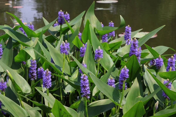 Hierba flor púrpura en un parque — Foto de Stock