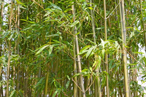 The green bamboo — Stock Photo, Image