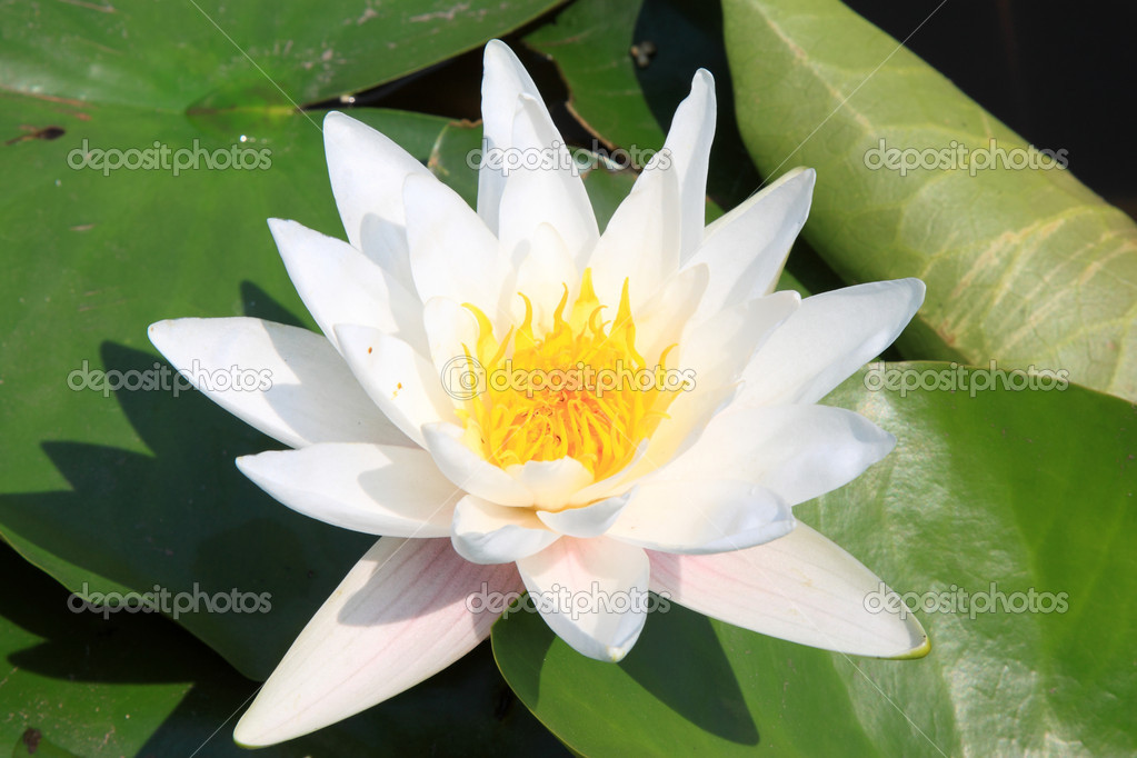 water lily in a park