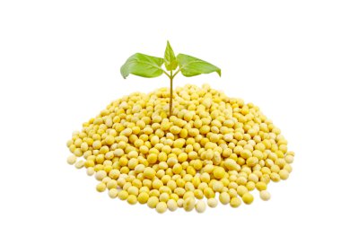 soya fasulyesi ve yaprakları