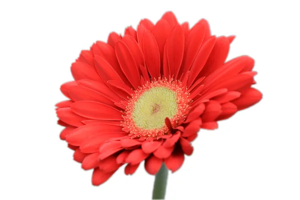 Gerbera-Blüte — Stockfoto