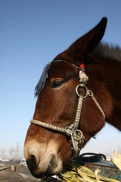 Closeup of horse's head — Stock Photo, Image