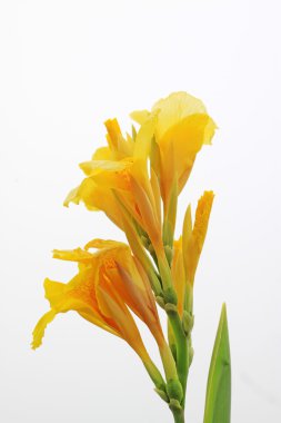 Canna generalis