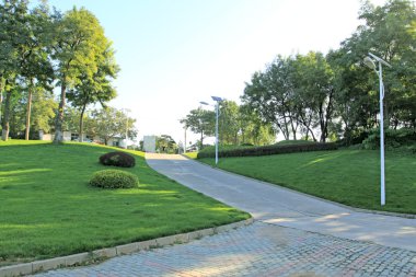 bir parkta yeşil çim