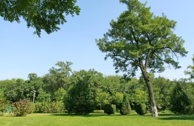ağaçlandırma Peyzaj Park