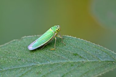Leafhopper