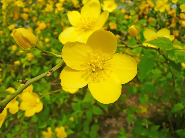 Fleurs jaunes dans un jardin — Photo