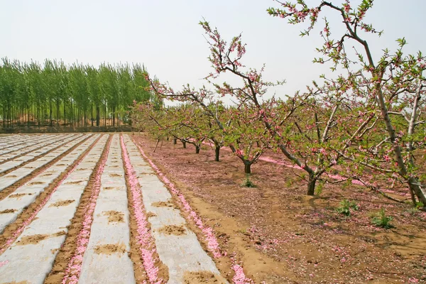 Persikkatarha ja pelto maatilalla, Pohjois-Kiinassa — kuvapankkivalokuva